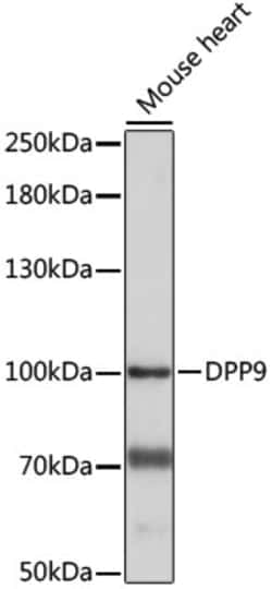 Invitrogen DPP9 Polyclonal Antibody 100 &mu;L; Unconjugated:Antibodies,