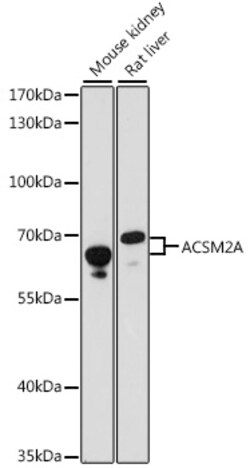 Invitrogen ACSM2A Polyclonal Antibody 100 &mu;L; Unconjugated:Antibodies,