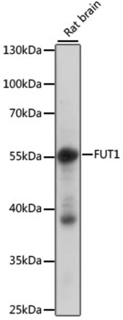 Invitrogen FUT1 Polyclonal Antibody 100 &mu;L; Unconjugated:Antibodies,