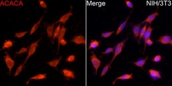Invitrogen Acetyl-CoA Carboxylase Polyclonal Antibody 100 &mu;L; Unconjugated:Antibodies,