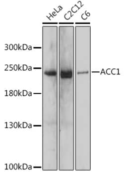 Invitrogen Acetyl-CoA Carboxylase Polyclonal Antibody 100 &mu;L; Unconjugated:Antibodies,