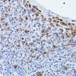 Invitrogen GPR109 Polyclonal Antibody 100 &mu;L; Unconjugated:Antibodies,