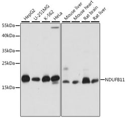 Invitrogen NDUFB11 Polyclonal Antibody 100 &mu;L; Unconjugated:Antibodies,