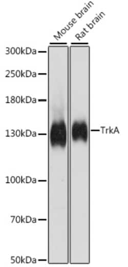 Invitrogen TrkA Polyclonal Antibody 100 &mu;L; Unconjugated:Antibodies,