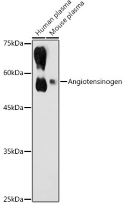 Invitrogen Angiotensinogen Polyclonal Antibody 100 &mu;L; Unconjugated:Antibodies,