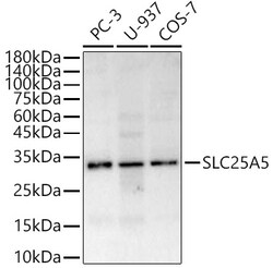 Invitrogen SLC25A5 Polyclonal Antibody 100 &mu;L; Unconjugated:Antibodies,