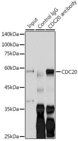 Invitrogen Cdc20 Polyclonal Antibody 100 &mu;L | Buy Online | Invitrogen&trade; | Fisher Scientific