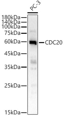 Invitrogen Cdc20 Polyclonal Antibody 100 &mu;L | Buy Online | Invitrogen&trade; | Fisher Scientific