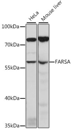 Invitrogen FARSA Polyclonal Antibody 100 &mu;L; Unconjugated:Antibodies,