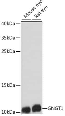 Invitrogen GNGT1 Polyclonal Antibody 100 &mu;L | Buy Online | Invitrogen&trade; | Fisher Scientific