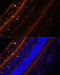 Invitrogen KCNS2 Polyclonal Antibody 100 &mu;L; Unconjugated:Antibodies,