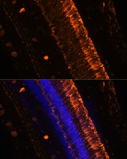 Invitrogen KCNS2 Polyclonal Antibody 100 &mu;L; Unconjugated:Antibodies,