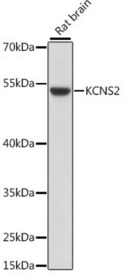 Invitrogen KCNS2 Polyclonal Antibody 100 &mu;L; Unconjugated:Antibodies,