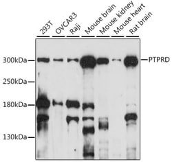 Invitrogen PTPRD Polyclonal Antibody 100 &mu;L; Unconjugated:Antibodies,