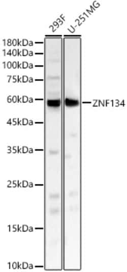 Invitrogen ZNF134 Polyclonal Antibody 100 &mu;L; Unconjugated:Antibodies,