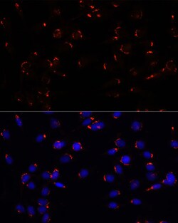 Invitrogen GOLGA5 Polyclonal Antibody 100 &mu;L; Unconjugated:Antibodies,