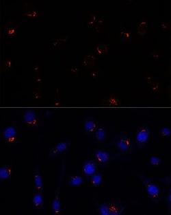 Invitrogen GOLGA5 Polyclonal Antibody 100 &mu;L; Unconjugated:Antibodies,