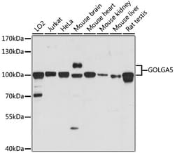 Invitrogen GOLGA5 Polyclonal Antibody 100 &mu;L; Unconjugated:Antibodies,