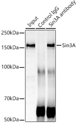Invitrogen SIN3A Polyclonal Antibody 100 &mu;L; Unconjugated:Antibodies,