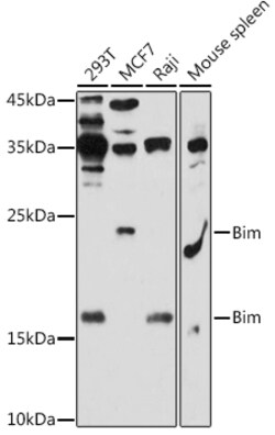 Invitrogen Bim Polyclonal Antibody 100 &mu;L; Unconjugated:Antibodies,