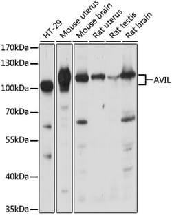 Invitrogen AVIL Polyclonal Antibody 100 &mu;L; Unconjugated:Antikörper