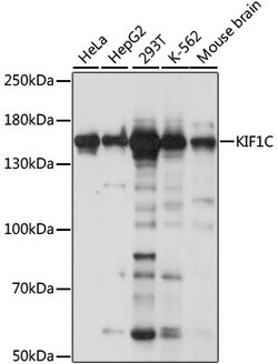 Invitrogen KIF1C Polyclonal Antibody 100 &mu;L; Unconjugated:Antibodies,