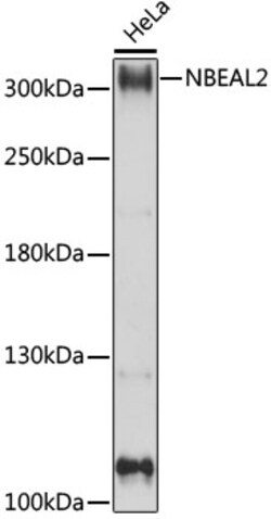 Invitrogen NBEAL2 Polyclonal Antibody 100 &mu;L; Unconjugated:Antibodies,