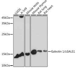 Invitrogen Galectin 1 Polyclonal Antibody 100 &mu;L; Unconjugated:Antibodies
