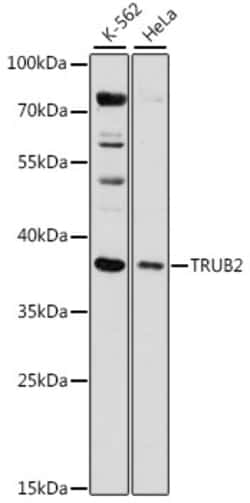 Invitrogen TRUB2 Polyclonal Antibody 100 &mu;L; Unconjugated:Antibodies,