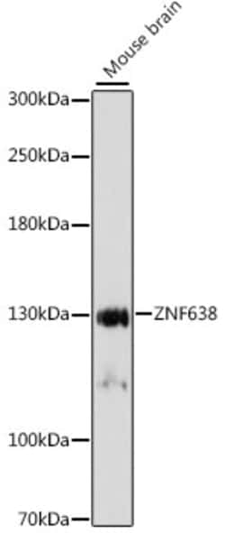 Invitrogen ZNF638 Polyclonal Antibody 100 &mu;L; Unconjugated:Antibodies,