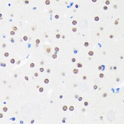 Invitrogen MYEF2 Polyclonal Antibody 100 &mu;L; Unconjugated:Antibodies,
