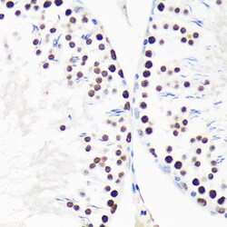 Invitrogen MYEF2 Polyclonal Antibody 100 &mu;L; Unconjugated:Antibodies,
