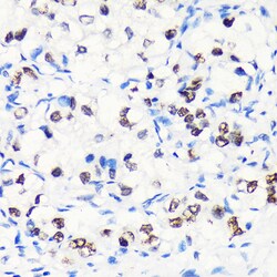 Invitrogen MYEF2 Polyclonal Antibody 100 &mu;L; Unconjugated:Antibodies,