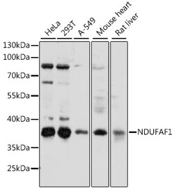 Invitrogen NDUFAF1 Polyclonal Antibody 100 &mu;L; Unconjugated:Antibodies,