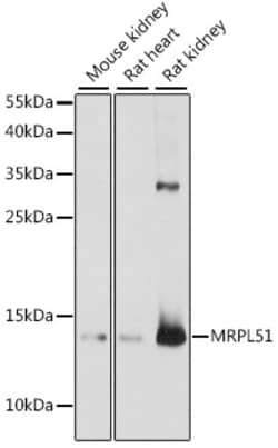 Invitrogen MRPL51 Polyclonal Antibody 100 &mu;L; Unconjugated:Antibodies,