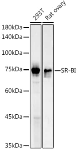 Invitrogen SR-BI Polyclonal Antibody 100 &mu;L; Unconjugated:Antibodies,