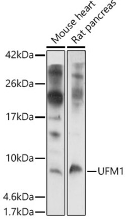 Invitrogen UFM1 Polyclonal Antibody 100 &mu;L | Buy Online | Invitrogen&trade; | Fisher Scientific