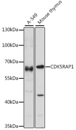 Invitrogen CDK5RAP1 Polyclonal Antibody 100 &mu;L; Unconjugated:Antibodies,
