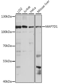 Invitrogen MAP7D1 Polyclonal Antibody 100 &mu;L; Unconjugated:Antibodies,