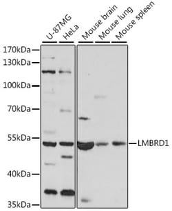 Invitrogen LMBRD1 Polyclonal Antibody 100 &mu;L; Unconjugated:Antibodies,