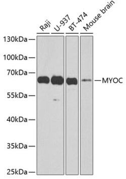 Invitrogen MYOC Polyclonal Antibody 100 &mu;L; Unconjugated:Antibodies,