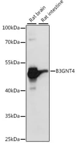 Invitrogen B3GNT4 Polyclonal Antibody 100 &mu;L; Unconjugated:Antibodies,