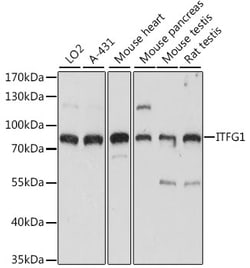 Invitrogen ITFG1 Polyclonal Antibody 100 &mu;L; Unconjugated:Antibodies,