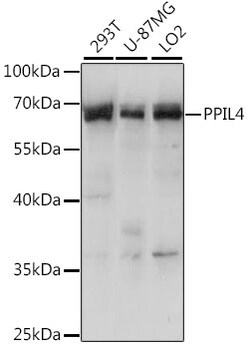 Invitrogen PPIL4 Polyclonal Antibody 100 &mu;L; Unconjugated:Antibodies,