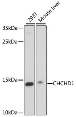 Invitrogen CHCHD1 Polyclonal Antibody 100 &mu;L; Unconjugated:Antibodies,
