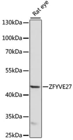 Invitrogen ZFYVE27 Polyclonal Antibody 100 &mu;L; Unconjugated:Antibodies,