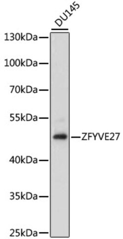 Invitrogen ZFYVE27 Polyclonal Antibody 100 &mu;L; Unconjugated:Antibodies,