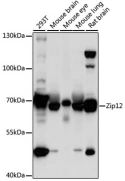 Invitrogen ZIP12 Polyclonal Antibody 100 &mu;L; Unconjugated:Antibodies,