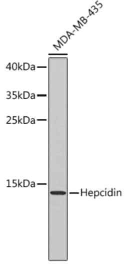 Invitrogen HAMP Polyclonal Antibody 100 &mu;L; Unconjugated:Antibodies,