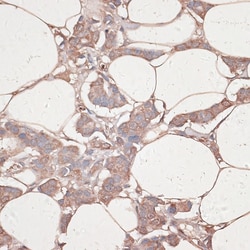 Invitrogen Laminin gamma-1 Polyclonal Antibody 100 &mu;L; Unconjugated:Antibodies,